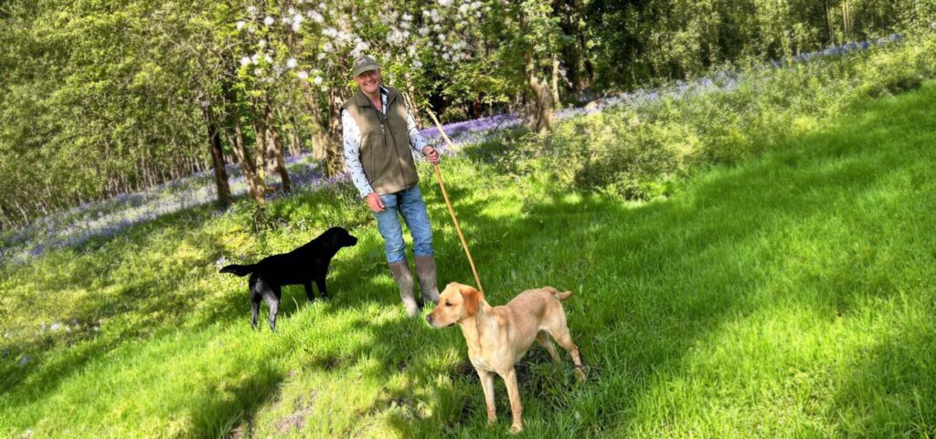 erson holding a walking stick with two Labrador dogs in a green woodland clearing with bluebells