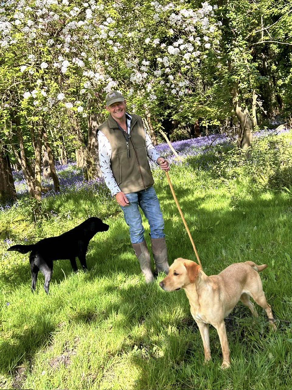 Man standing with two labradors