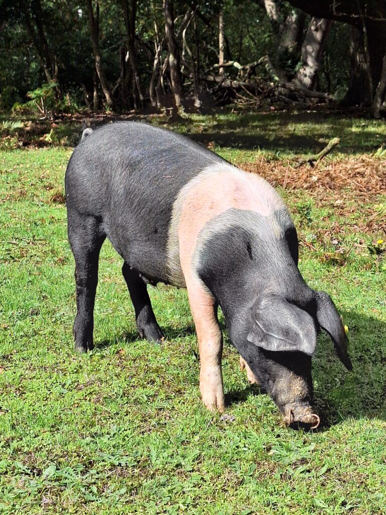 Black and pink pig grazing on grass near a wooded area