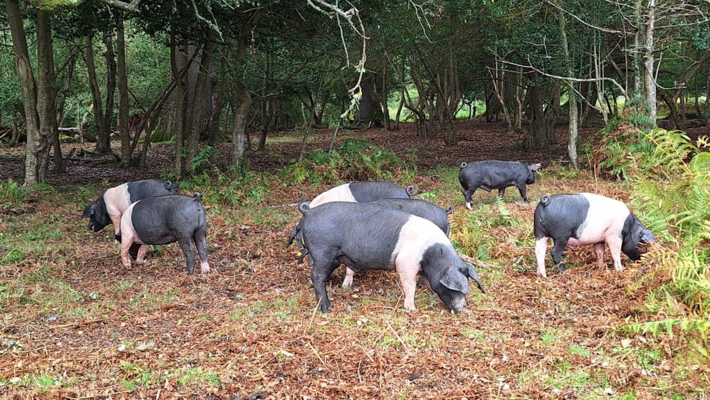 Five black-and-white pigs foraging on leaf litter and ferns at the edge of a wooded area in the New Forest