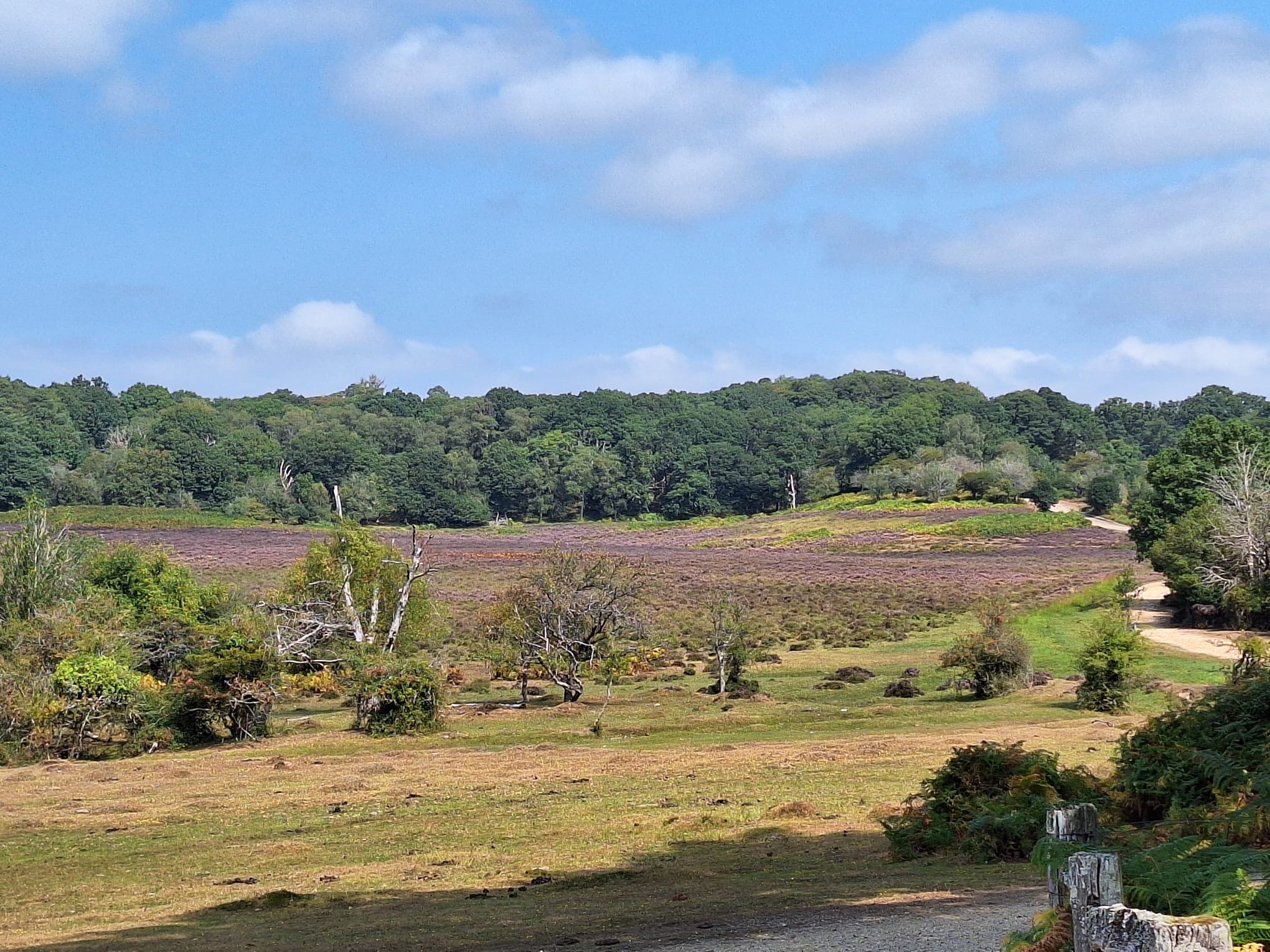 Grassy valley with sparse shrubs and a winding dirt path leading to a forested hill under a blue sky with clouds