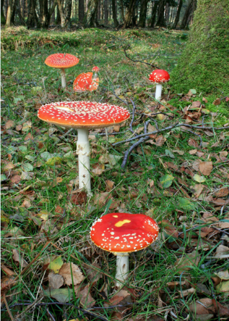 Fly agaric mushrooms with red caps and white spots growing on a grassy forest floor among fallen leaves and moss
