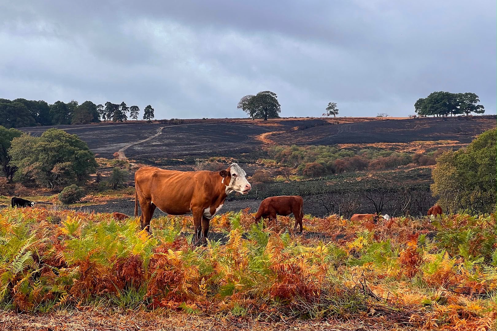 Brown cow standing among autumn bracken, with other cows grazing on a blackened hillside under a cloudy sky