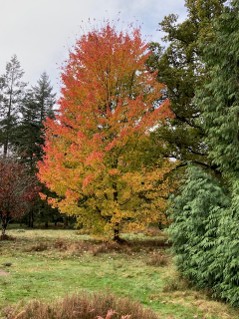 Tall deciduous tree with red, orange, and yellow fall leaves in a grassy field, evergreen trees in the background