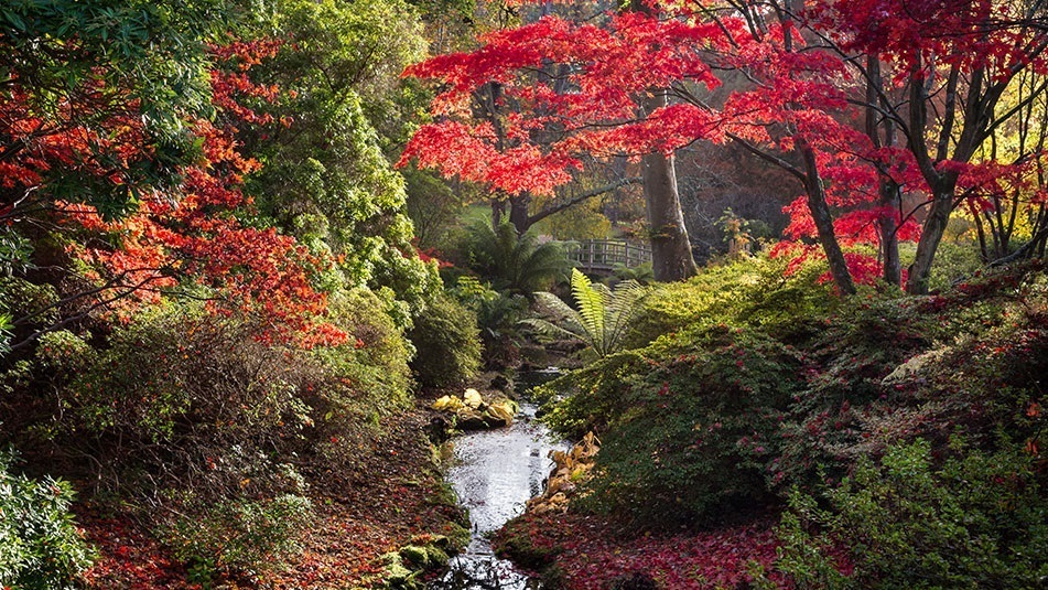 Exbury Head Gardener’s Autumn Tour 20 Oct 11am