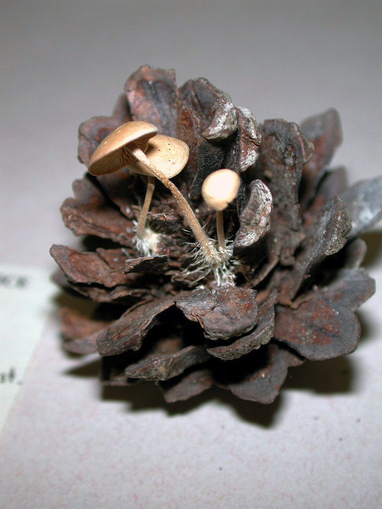 Two tiny tan mushrooms growing from a brown pine cone, with white fuzzy mycelium at the base