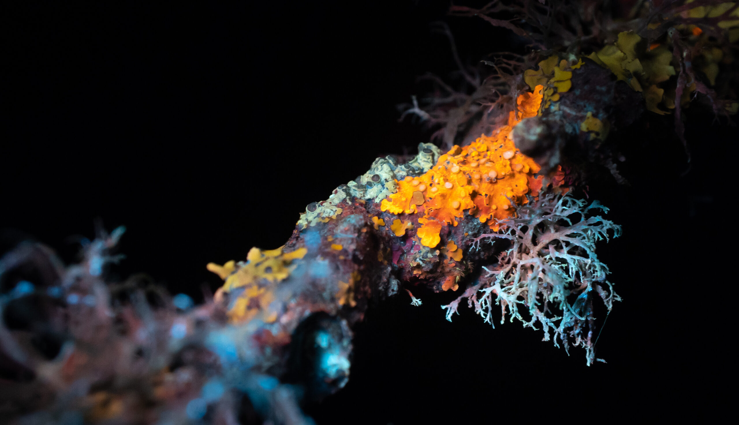 Biofluorescent Multi-coloured lichens on a branch. Credit: David Atthowe.
