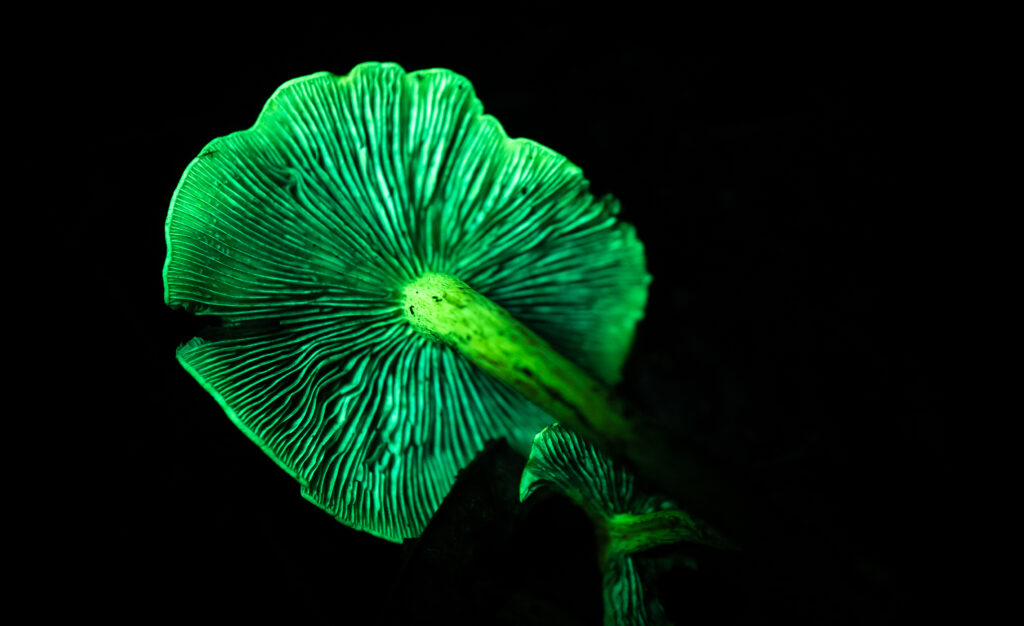 Biofluorescent sulphur tuft mushroom, taken at Mousehold Heath. Image credit: David Atthowe.