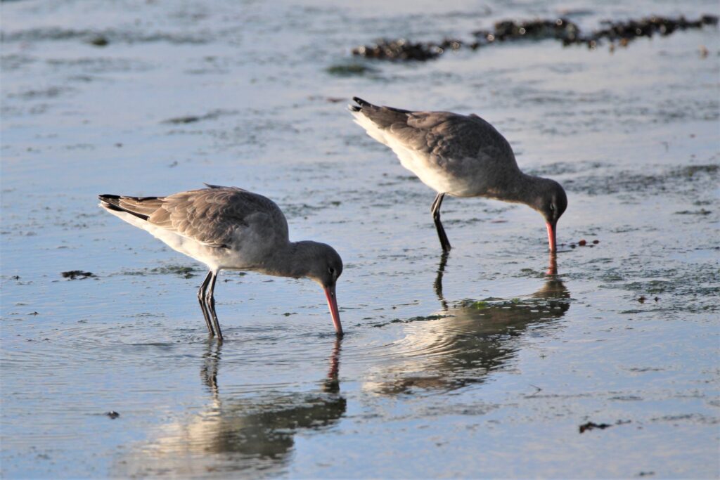 Two black-tailed godwits wading in shallow water, probing the mud with long orange bills