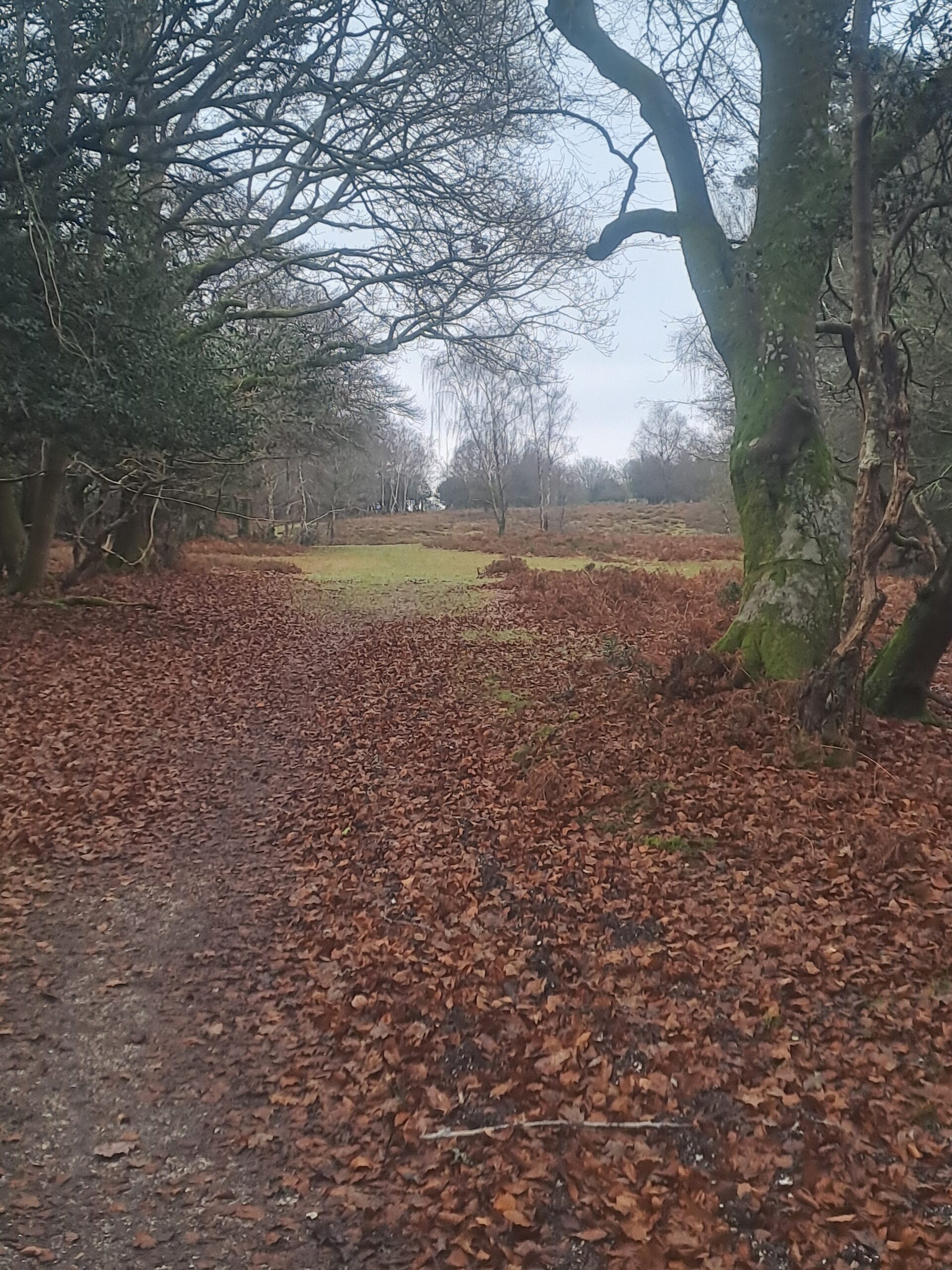 Leaf-strewn woodland path leading to an open grassy clearing, with bare trees and a mossy trunk on the right