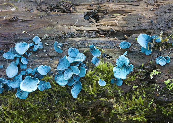 Bright blue-green cup fungi growing in clusters on a decaying log with patches of green moss
