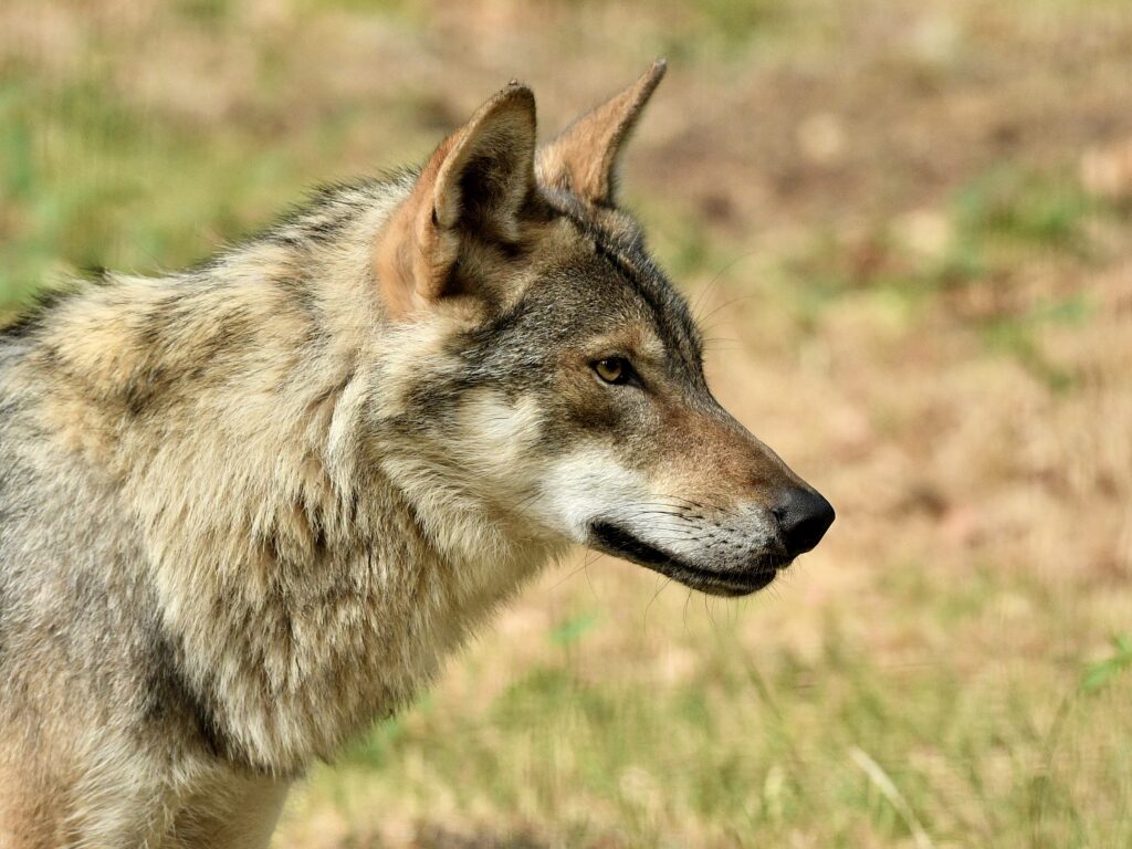 Close-up side profile of a gray wolf with alert ears, looking right against a blurred grassy background