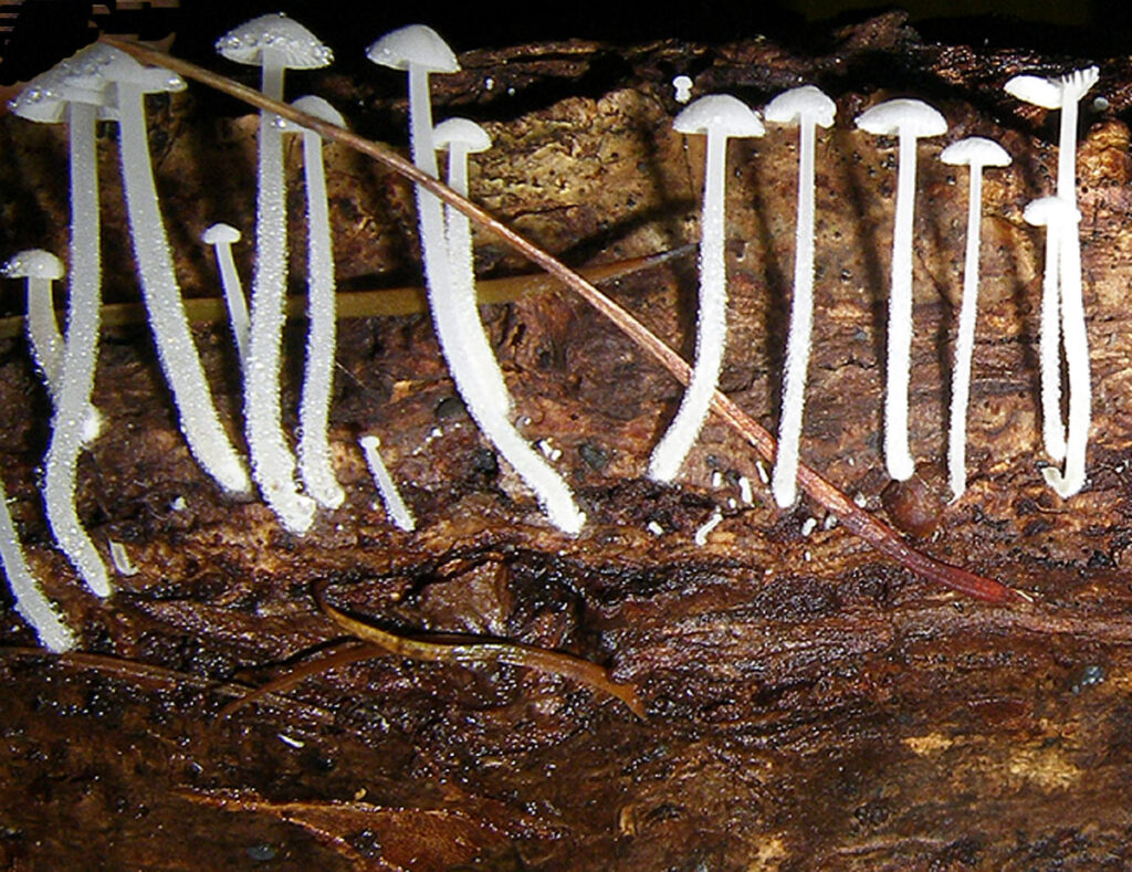 Close-up of tiny white mushrooms with long stems growing from a decaying log, with a pine needle across the cluster