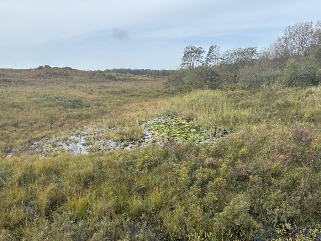 Heathland with marshy pond covered in lily pads, surrounded by grasses and shrubs, with trees on the horizon under cloudy sky