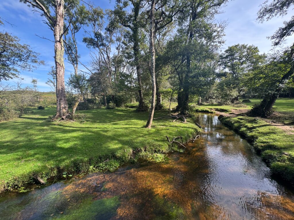 Shallow stream winding through grassy woodland with tall trees and a dirt path along the bank under a blue sky