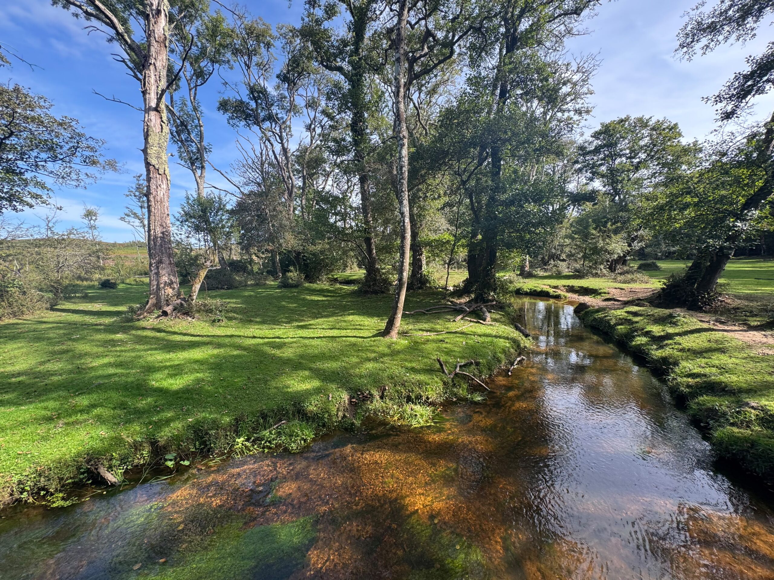 Shallow stream winding through grassy woodland with tall trees and a dirt path along the bank under a blue sky
