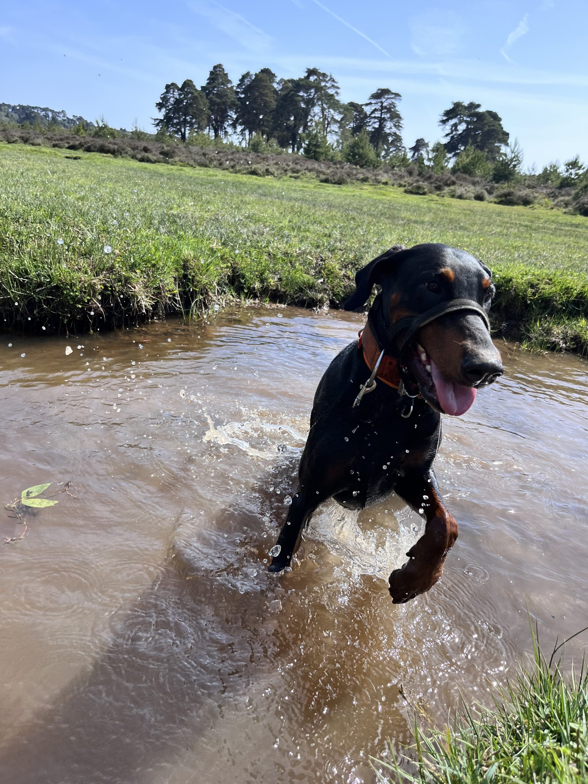 Doberman wearing a collar splashes in a muddy puddle on a grassy field, with trees and blue sky in the background