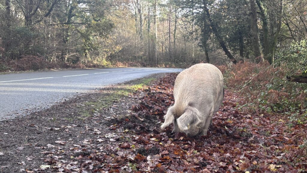 Pannage pig foraging in fallen leaves beside a New Forest road, wooded trees in background