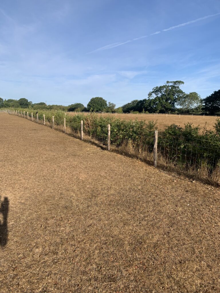 Fenced dry grass field at a smallholding, with hedgerow and trees under a clear blue sky