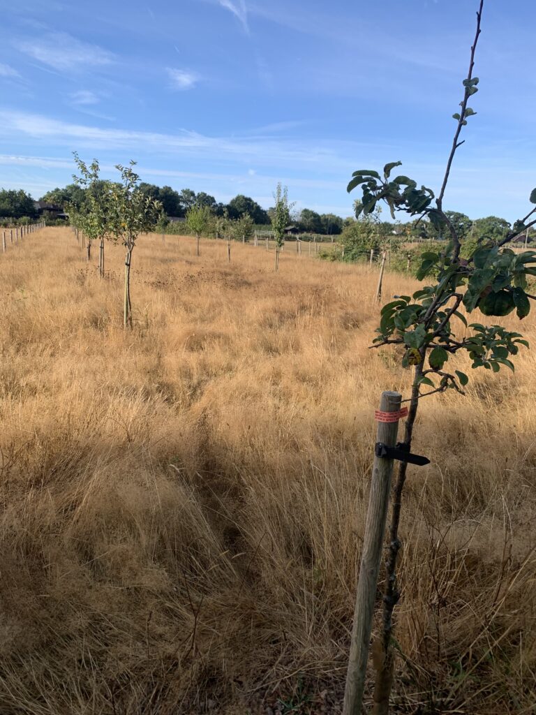 Young orchard with rows of staked fruit trees in dry grass under a blue sky, with a small tree and leaves in the foreground