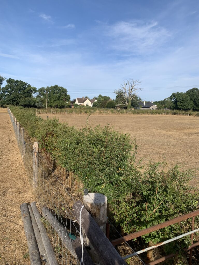 Dry grassy field behind a wire fence and bushes, with houses and a bare tree under a blue sky