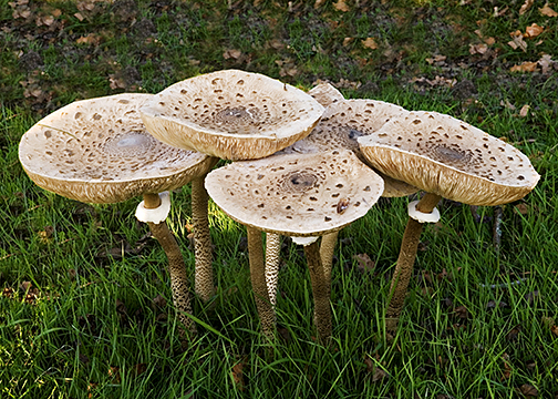 Cluster of parasol mushrooms with speckled tan caps growing in green grass
