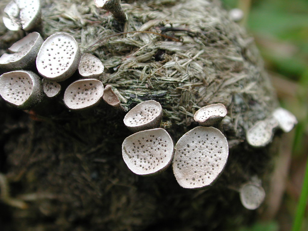 Close-up of Poronia punctata fungi with small white, spotty discs growing on animal dung