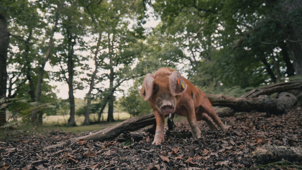 Brown pig with ear tags and ringed snout standing on leaf-covered ground in a wooded area near a fallen log