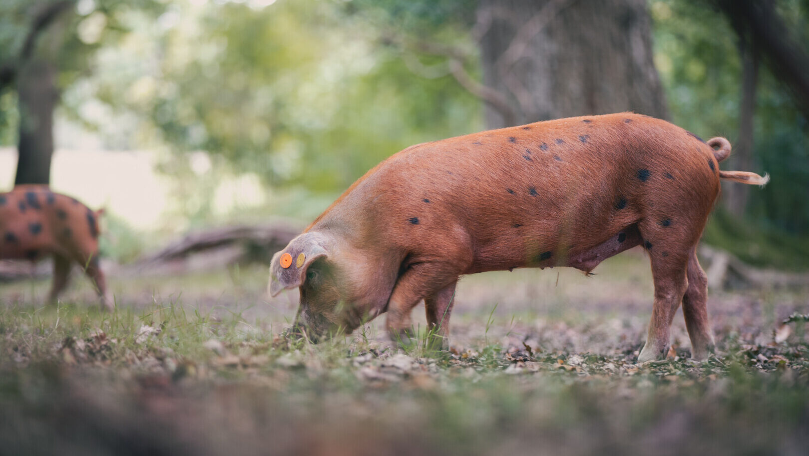 Spotted brown pig with ear tags grazing on forest floor, with another pig blurred in the background