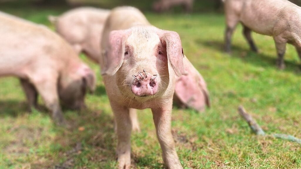 Close-up of a New Forest pannage pig on grass, facing the camera with other pigs blurred in the background