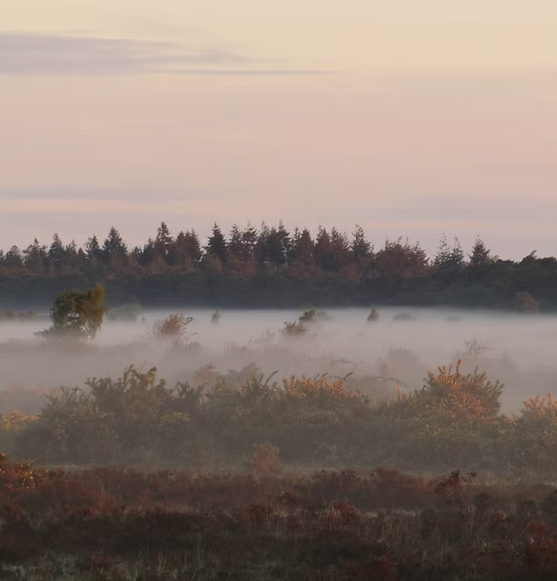 Low fog over a shrub-covered field at sunrise, with a dark tree line in the distance under a pale pink sky