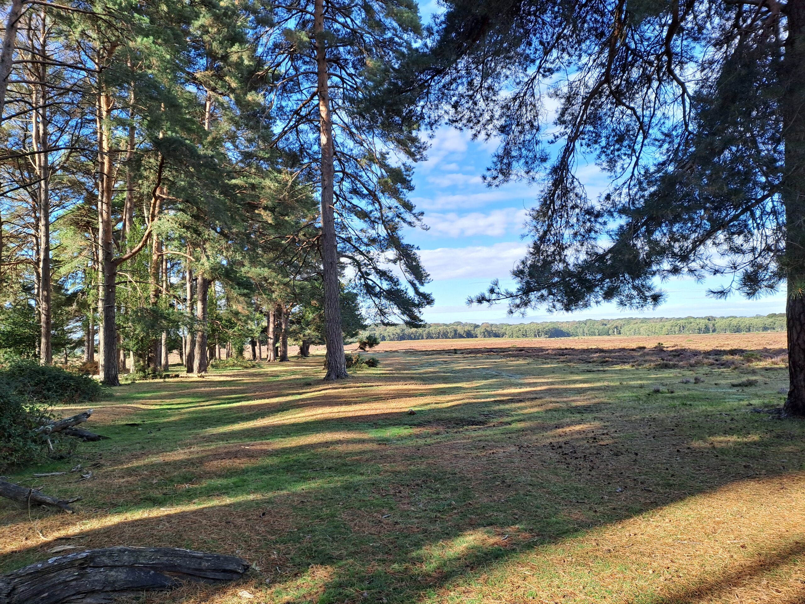 Pine trees bordering a grassy path with long shadows, opening onto heathland under a blue sky with scattered clouds