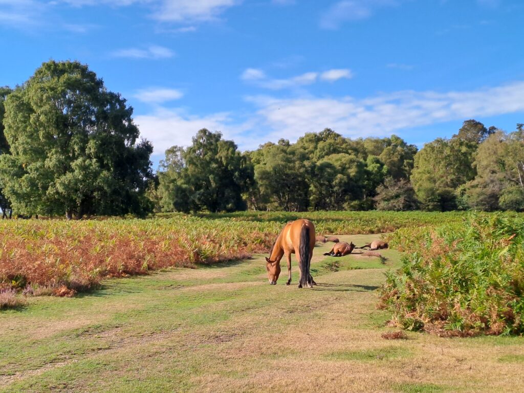 Horse grazing on a grassy path between bracken, with two horses lying down in the distance under a blue sky