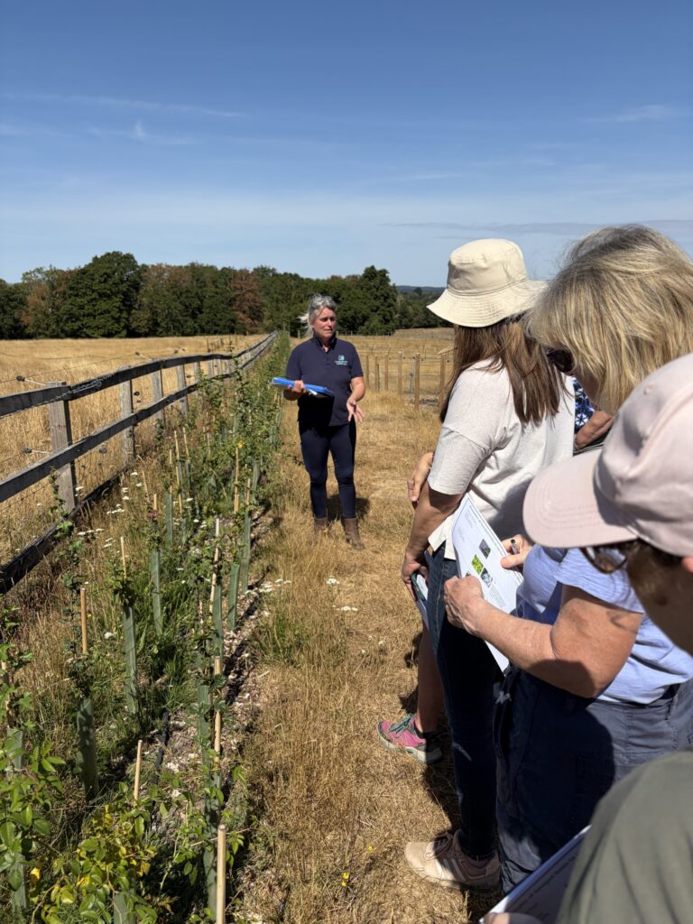People on a field walk listening to a guide beside a fenced hedgerow of young saplings under a clear blue sky