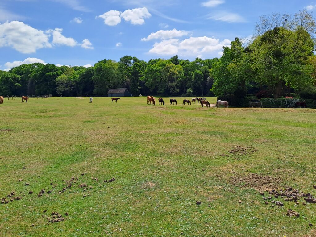 Horses grazing in a wide green field beside a forest, with a small barn under a blue sky with scattered clouds