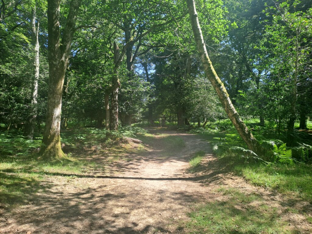 Sunlit woodland path curving right, with tall trees and ferns and a leaning birch trunk over the trail
