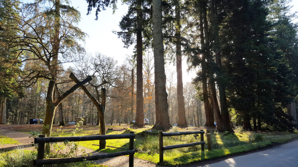 Sunlight through tall pine trees along Rhinefield Ornamental Drive on Blackwater Tall Trees Trail, with wooden fence and parked cars