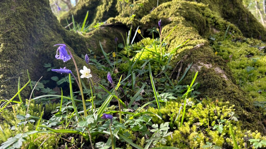 Purple bluebells and a white wood anemone growing among mossy tree roots in New Forest National Park