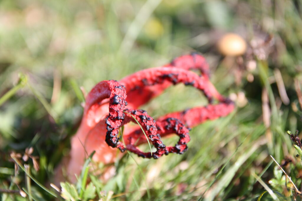 Close-up of devil’s fingers fungus with red tentacles and black tips emerging from grass