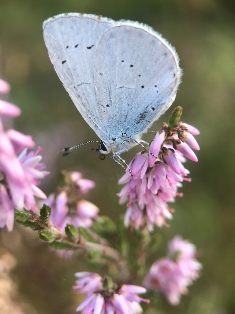 Holly blue butterfly with pale blue wings perched on pink heather flowers in close-up