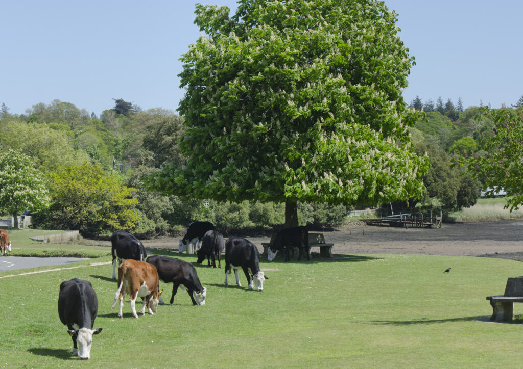 Cows grazing under a large flowering horse chestnut tree in a grassy field at Beaulieu, New Forest