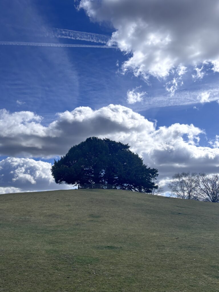 Large tree on a grassy hill at Bolton's Bench, Lyndhurst, under a blue sky with clouds and contrails