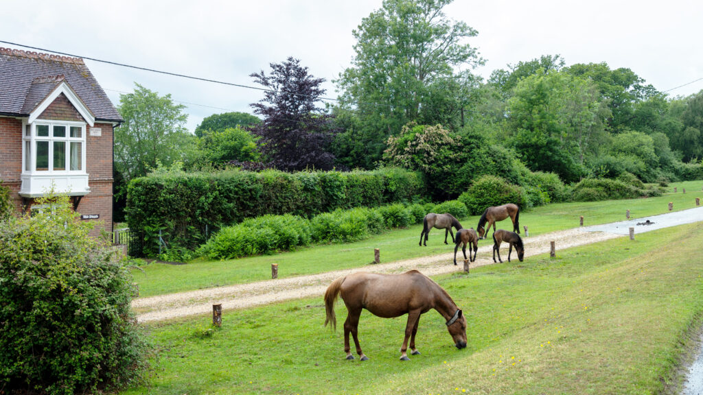 Brown ponies and foals grazing beside a gravel road near a brick house in the New Forest, Hampshire