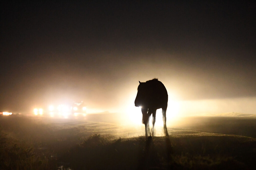 Silhouette of a New Forest pony in fog at night, backlit by car headlights on a road