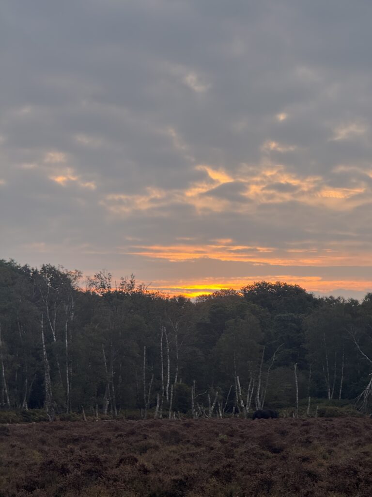 Orange sunset under cloudy sky above a tree line and heathland, with a dark grazing animal in the foreground