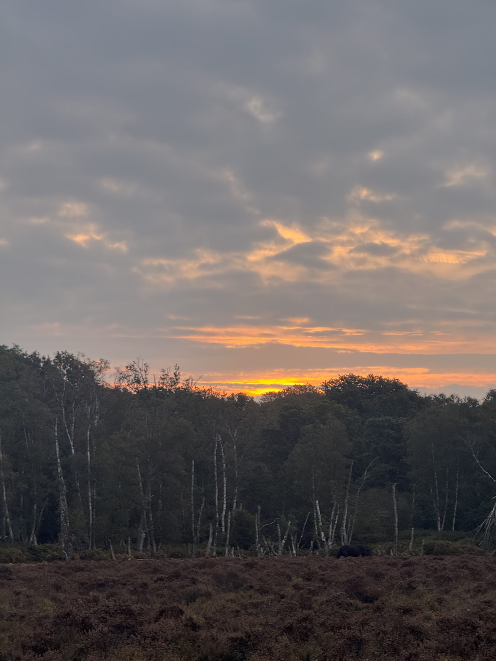 Orange sunset under cloudy sky above a tree line and heathland, with a dark grazing animal in the foreground