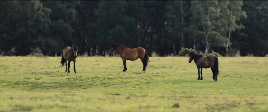 Three horses standing in a grassy meadow with a dark forest of trees in the background