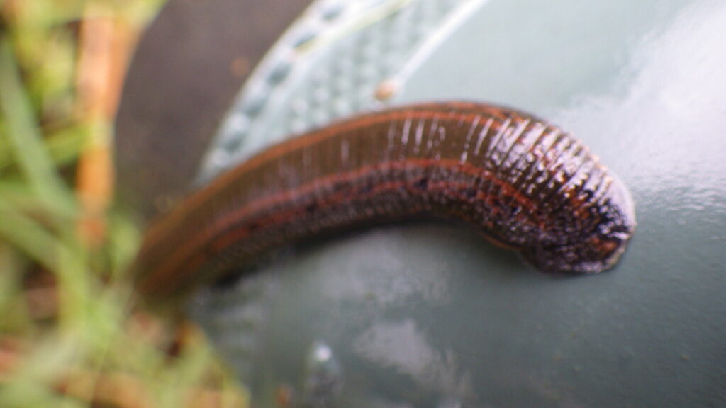 Close-up of a medicinal leech on a wet surface, showing its segmented dark brown body